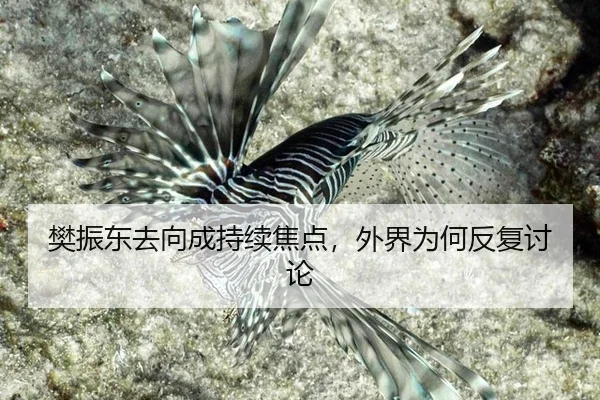 樊振东去向成持续焦点，外界为何反复讨论